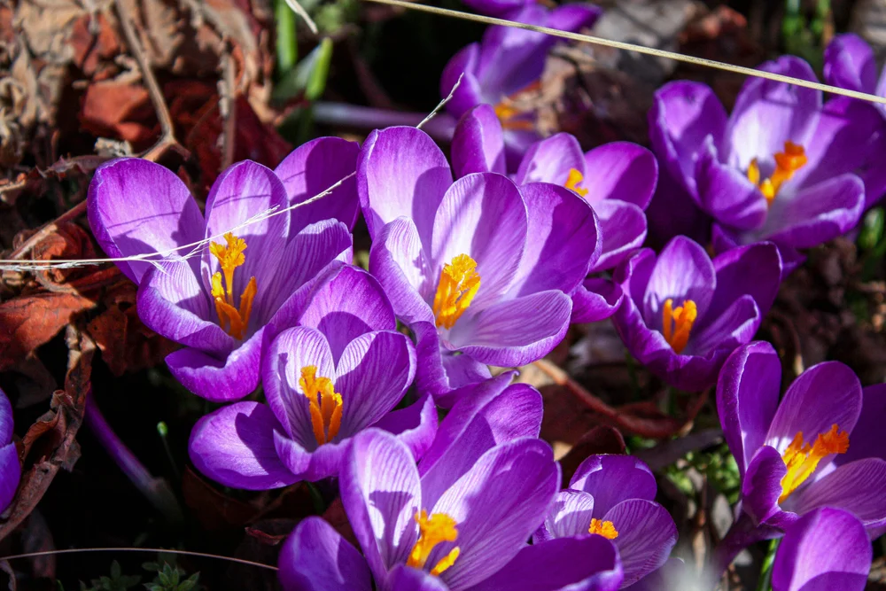 Crocus2